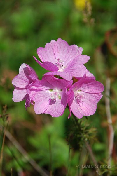 DSC_ 0705_0007_redigerad-1.jpg - Malva (Gotland 2007)